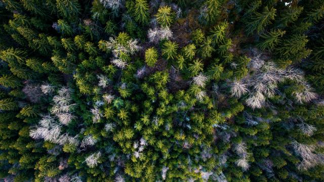 sapin-foret-ete-les2alpes-verdure.jpg