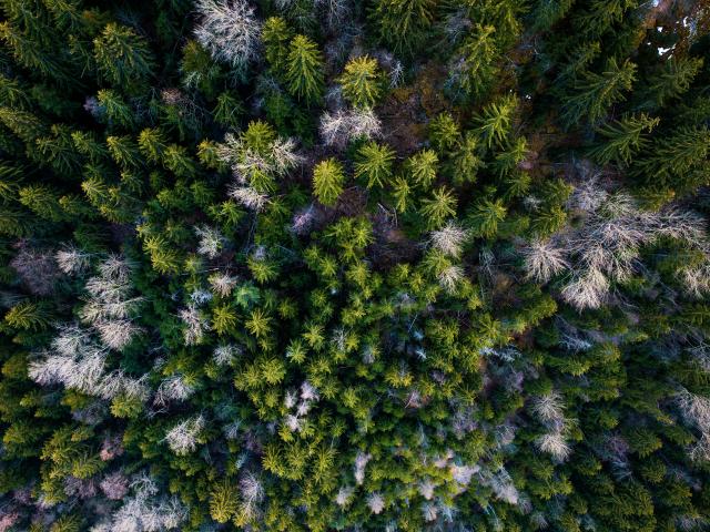 sapin-foret-ete-les2alpes-verdure.jpg