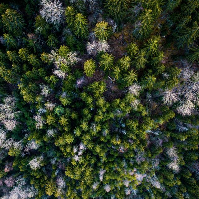 sapin-foret-ete-les2alpes-verdure.jpg