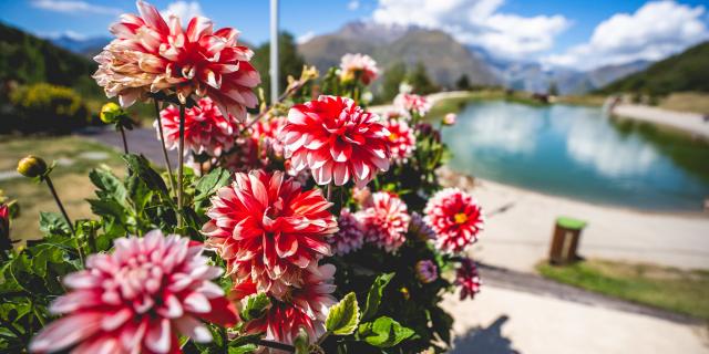 Lac Buissonnière Été Fleurs