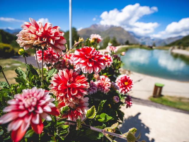 Lac Buissonnière Été Fleurs