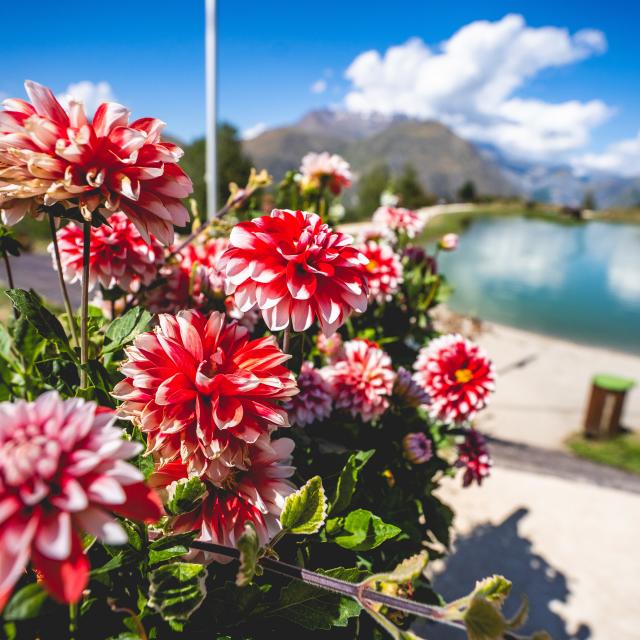 Lac Buissonnière Été Fleurs