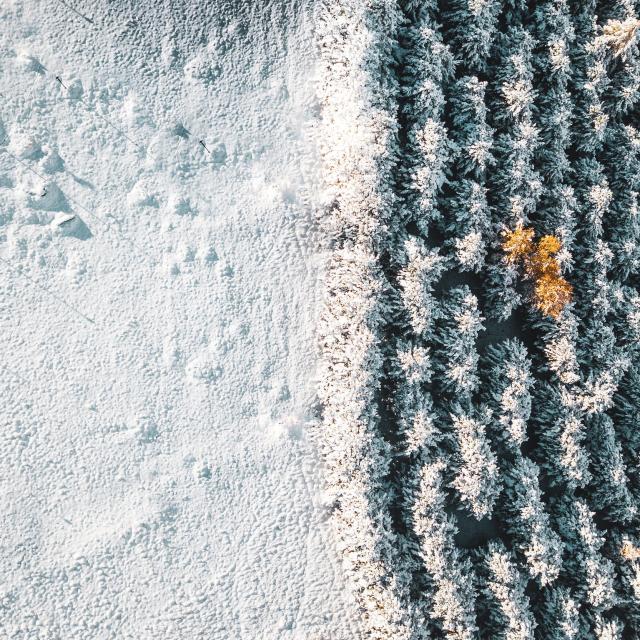 sapin-sous-la-neige.jpg